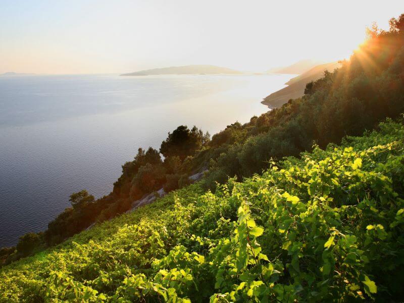 Visite de Pelješac pour les passionnés de vins